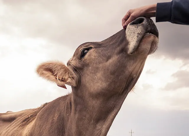 cow