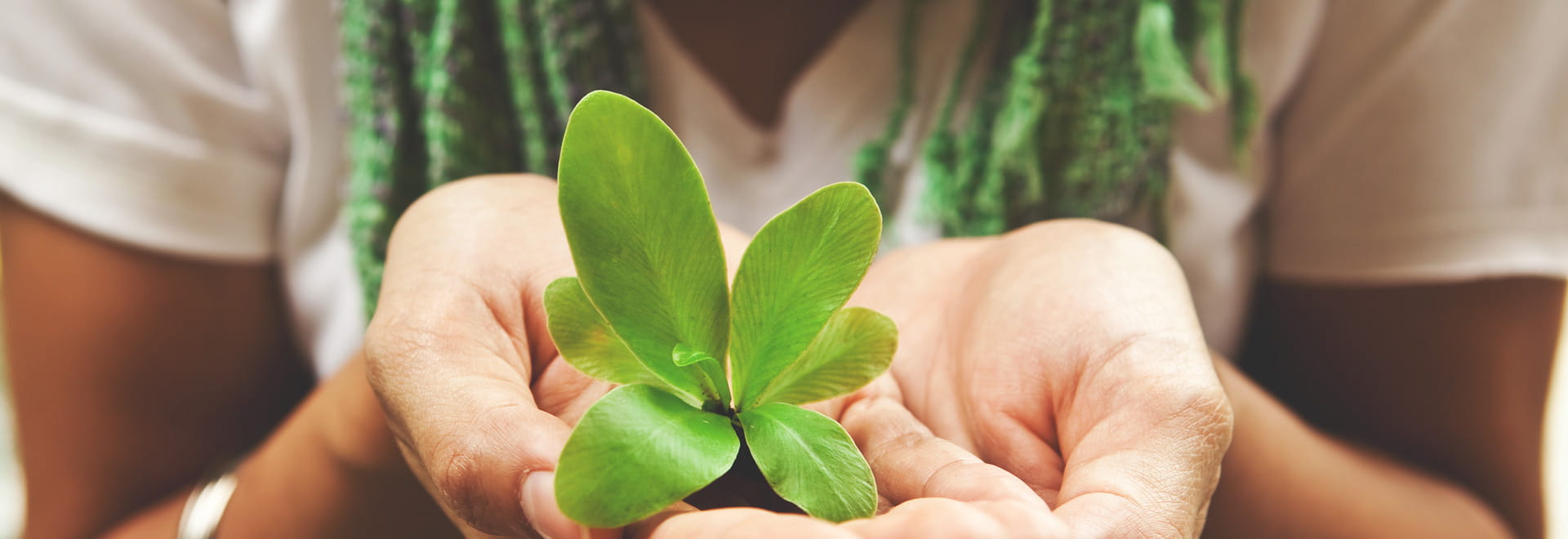 Alimentacion a base de plantas